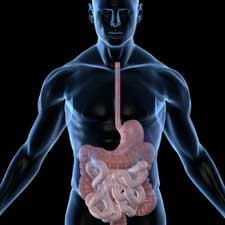 olympic butterflies gut second brain