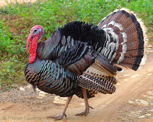 turkey bird, caruncle, courtship, domestic turkey, galliformes, hen, meleagris gallopavo, poultry, red, turkey bird