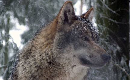 Why We Will Boycott “The Grey”