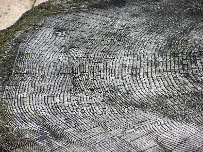 File:Tree.ring.arp.jpg
